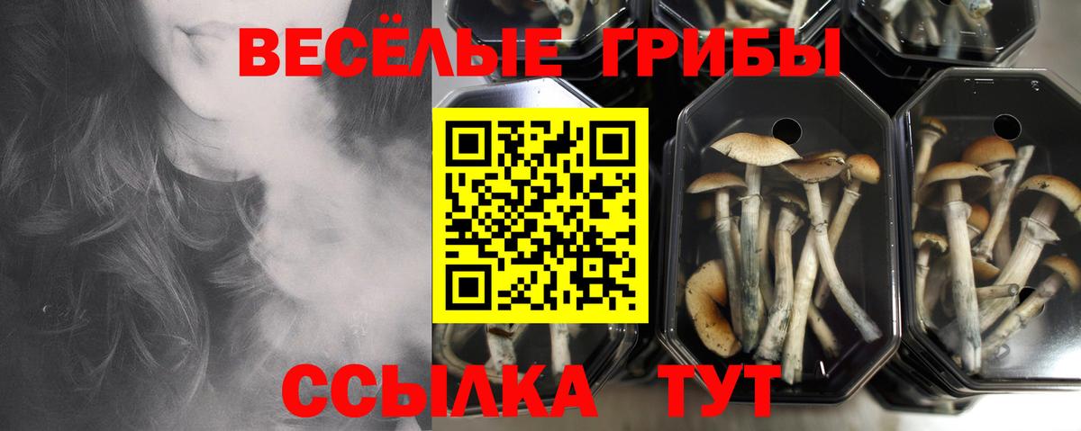 Псилоцибиновые грибы Psilocybe  что такое   Зеленокумск  Вход с VPN 